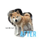 芝犬ももたすの老後スタンプ（個別スタンプ：2）
