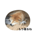 芝犬ももたすの老後スタンプ（個別スタンプ：3）