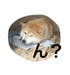 芝犬ももたすの老後スタンプ（個別スタンプ：4）