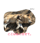 芝犬ももたすの老後スタンプ（個別スタンプ：6）
