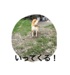 芝犬ももたすの老後スタンプ（個別スタンプ：7）