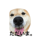 芝犬ももたすの老後スタンプ（個別スタンプ：8）