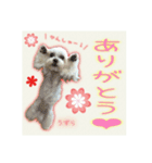 癒しのマルチーズ親子（個別スタンプ：1）
