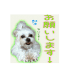 癒しのマルチーズ親子（個別スタンプ：4）