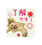 癒しのマルチーズ親子（個別スタンプ：6）