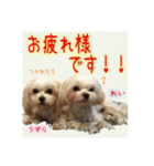 癒しのマルチーズ親子（個別スタンプ：7）