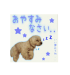 癒しのマルチーズ親子（個別スタンプ：8）