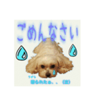 癒しのマルチーズ親子（個別スタンプ：9）