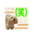 癒しのマルチーズ親子（個別スタンプ：10）
