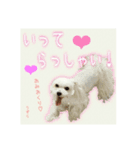 癒しのマルチーズ親子（個別スタンプ：11）