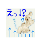 癒しのマルチーズ親子（個別スタンプ：12）