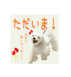 癒しのマルチーズ親子（個別スタンプ：13）