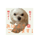 癒しのマルチーズ親子（個別スタンプ：14）