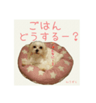 癒しのマルチーズ親子（個別スタンプ：15）