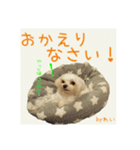 癒しのマルチーズ親子（個別スタンプ：16）