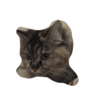 うちの猫 わさび、からし、しょうが（個別スタンプ：3）