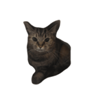 うちの猫 わさび、からし、しょうが（個別スタンプ：5）
