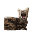 うちの猫 わさび、からし、しょうが（個別スタンプ：7）