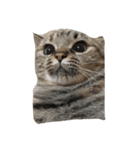 うちの猫 わさび、からし、しょうが（個別スタンプ：8）