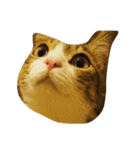 猫のあっちゃん（個別スタンプ：1）