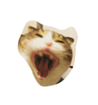猫のあっちゃん（個別スタンプ：3）