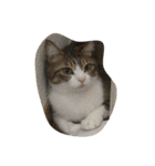 猫のあっちゃん（個別スタンプ：5）