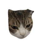 猫のあっちゃん（個別スタンプ：6）