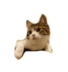 猫のあっちゃん（個別スタンプ：9）