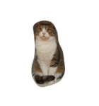猫のあっちゃん（個別スタンプ：10）