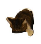 猫のあっちゃん（個別スタンプ：11）