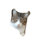 猫のあっちゃん（個別スタンプ：12）