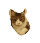 猫のあっちゃん（個別スタンプ：16）