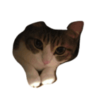 猫のあっちゃん（個別スタンプ：19）