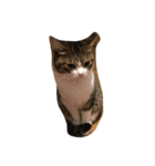 猫のあっちゃん（個別スタンプ：21）
