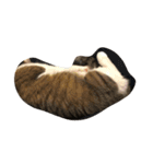 猫のあっちゃん（個別スタンプ：22）