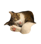 猫のあっちゃん（個別スタンプ：23）