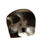 猫のあっちゃん（個別スタンプ：24）