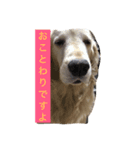 おっさん犬リティ男2（個別スタンプ：1）