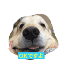 おっさん犬リティ男2（個別スタンプ：2）