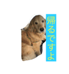 おっさん犬リティ男2（個別スタンプ：3）