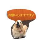 おっさん犬リティ男2（個別スタンプ：4）