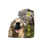 おっさん犬リティ男2（個別スタンプ：5）