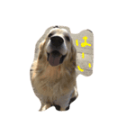 おっさん犬リティ男2（個別スタンプ：6）