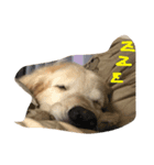 おっさん犬リティ男2（個別スタンプ：8）
