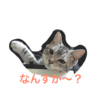 まめたとこうめ（個別スタンプ：1）
