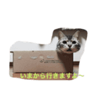 まめたとこうめ（個別スタンプ：5）