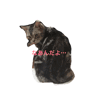 まめたとこうめ（個別スタンプ：7）