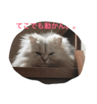 まめたとこうめ（個別スタンプ：8）
