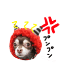 チワワちょこたん（個別スタンプ：7）