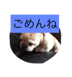 フレンチブルドッグのたっくんです。（個別スタンプ：7）